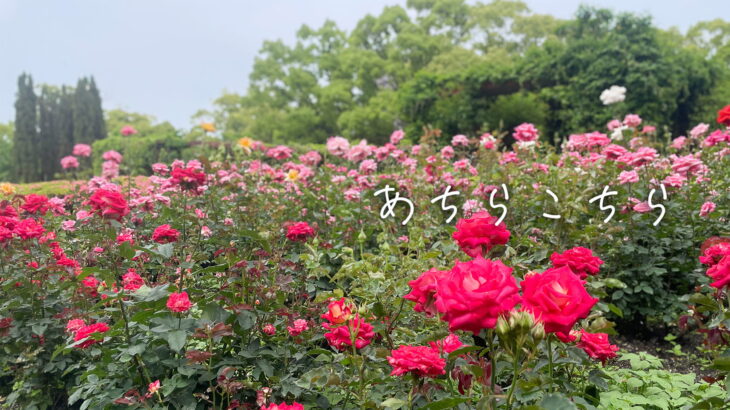 [PhotoDiary]<br>あちらこちら