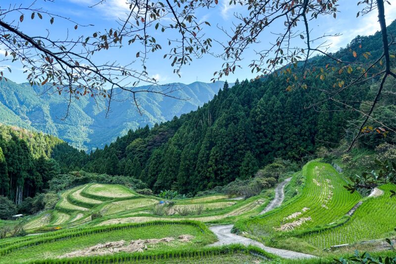 徳島県勝浦郡上勝町生実 「樫原の棚田」の写真