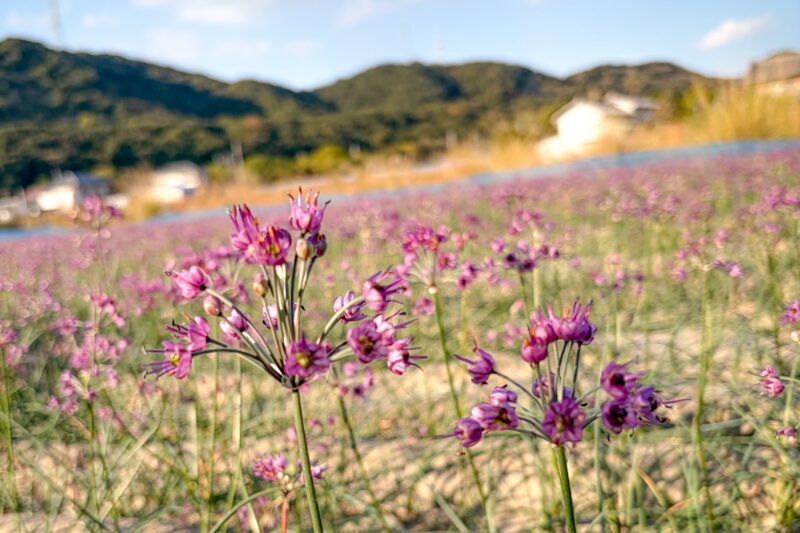 徳島県鳴門市のらっきょう畑