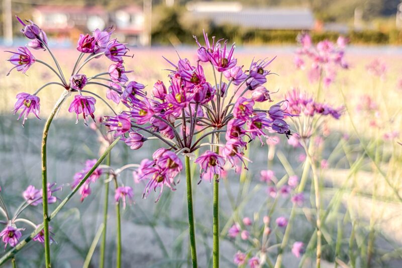 らっきょうの花