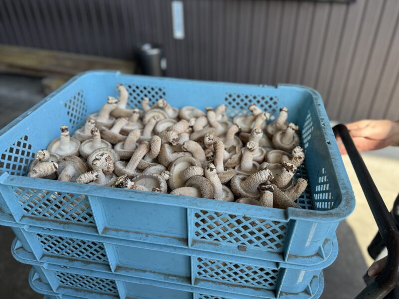 コンテナいっぱいのしいたけ