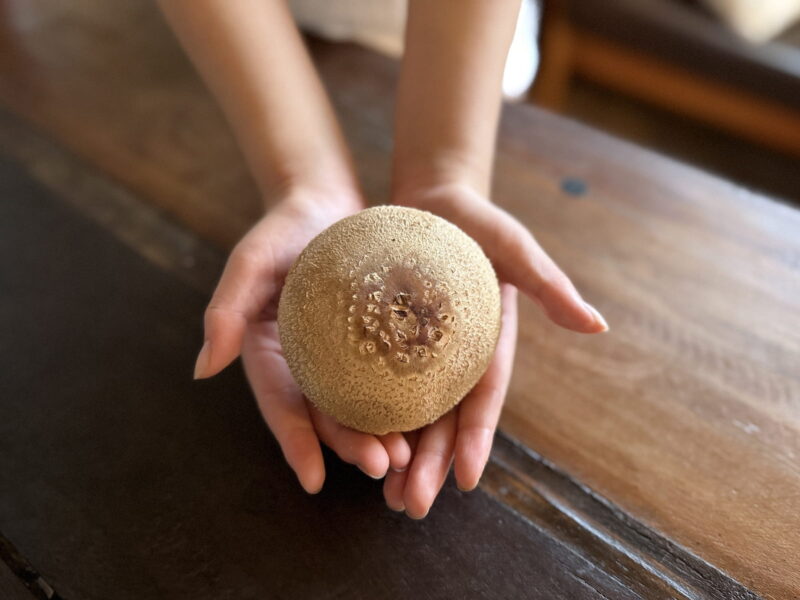 子どもの両手サイズのしいたけ