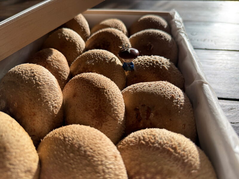 しいたけに乗った「しいたけ侍」