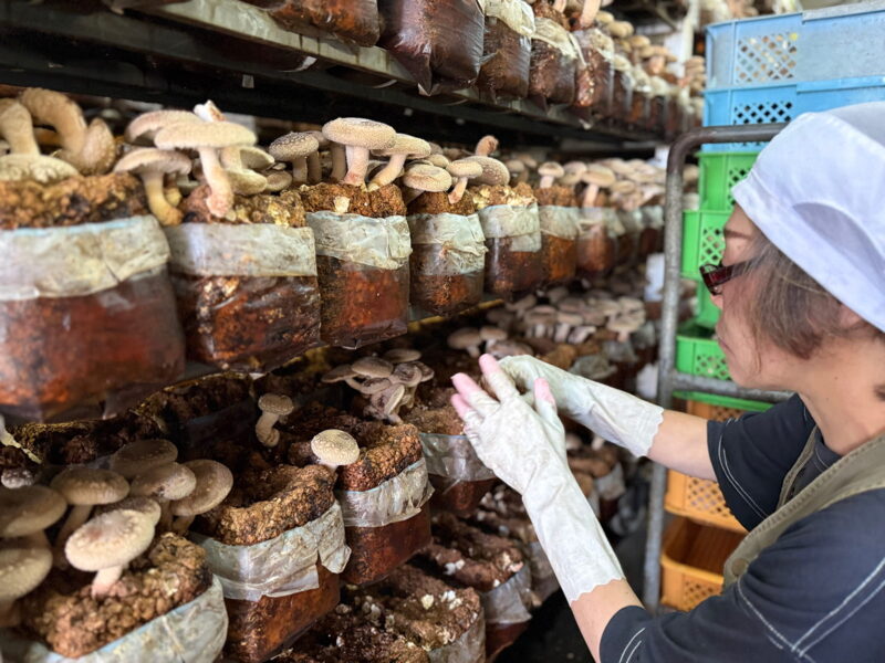 たくさんの栽培されているしいたけ