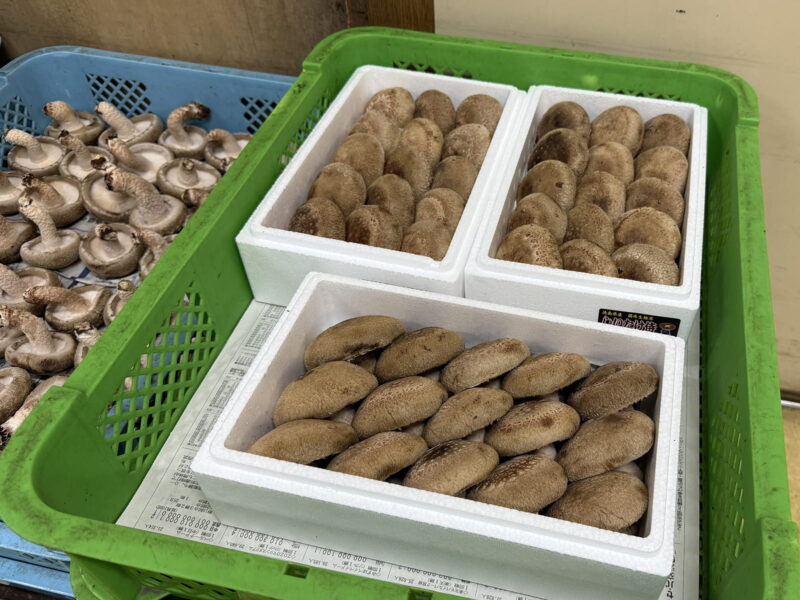 箱詰めされた「しいたけ侍」