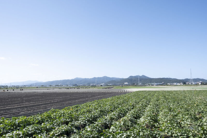 なると金時の芋畑が広がる風景