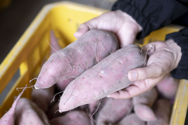 砂が付いたままのなると金時