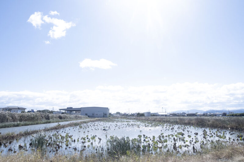 収穫後のれんこん畑