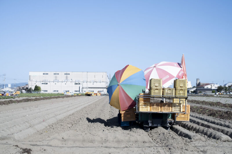 「長谷農園」での「蜜郎」の収穫の風景