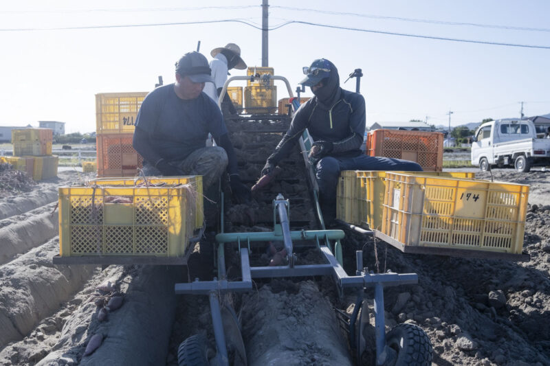 収穫機で掘り起こしている様子