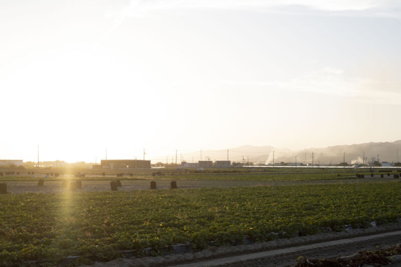夕暮れ時の芋畑