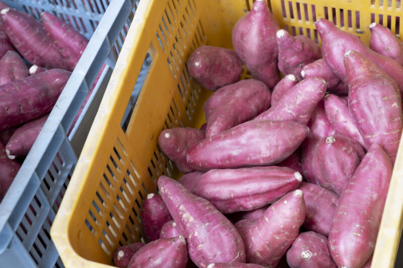 コンテナいっぱいのさつまいも