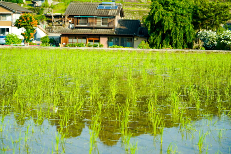 田んぼに太陽が反射している様子