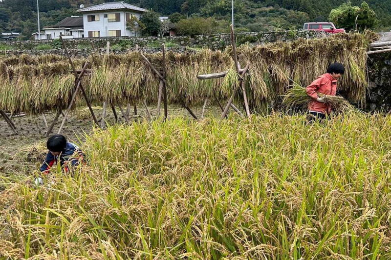 稲刈りの様子
