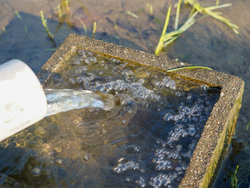 水管理の様子