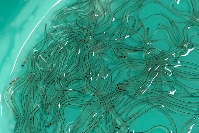 シラスウナギたち