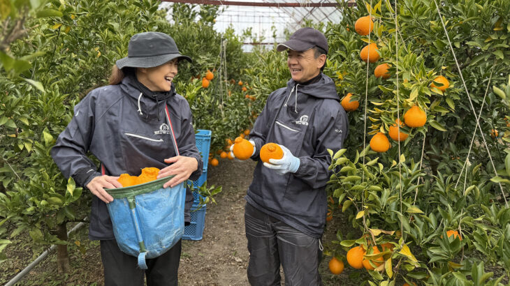 毎年完売！ 夫婦が育む農園より春の柑橘、阿波の不知火（しらぬい）