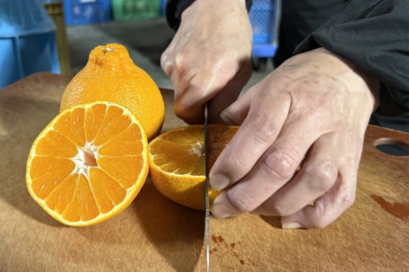 横半分に切った不知火を更に半分に切っている
