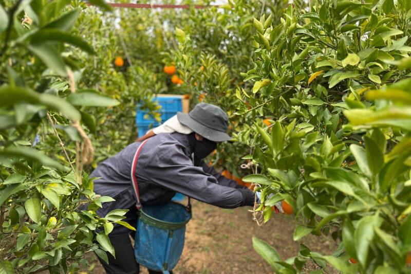 手摘みで収穫する妻の幸代（ゆきよ）さん