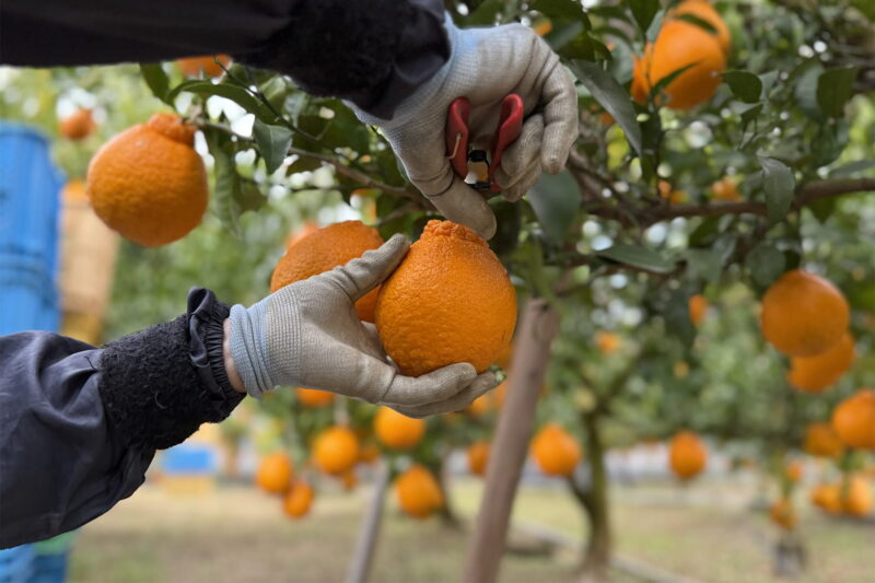 ひとつずつ慎重に、収穫は手作業