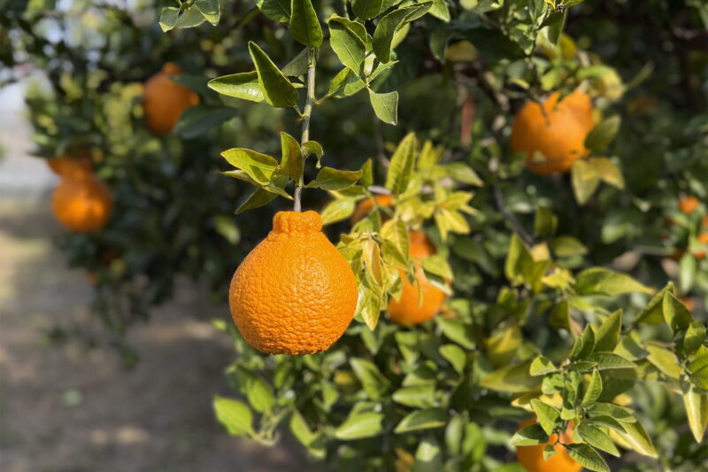ヘタ付近の膨らみが特徴の不知火