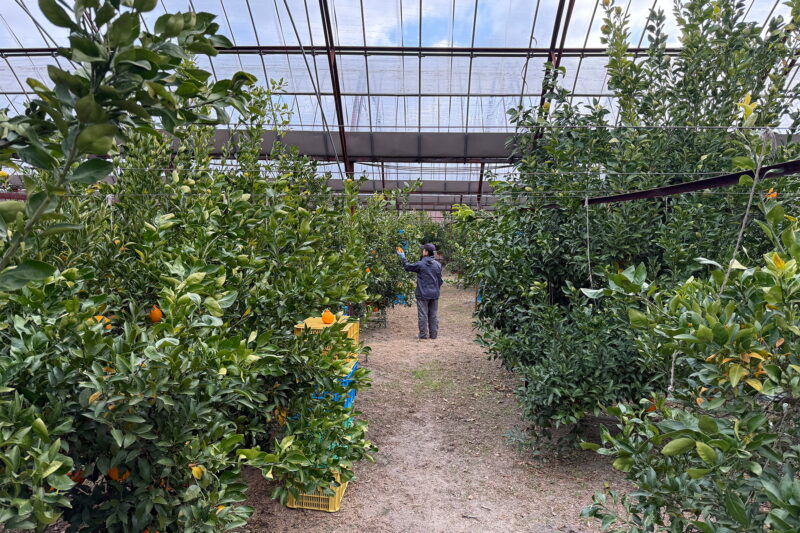 ビニールハウスの中