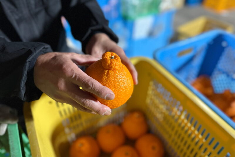 不知火の皮を少し押している