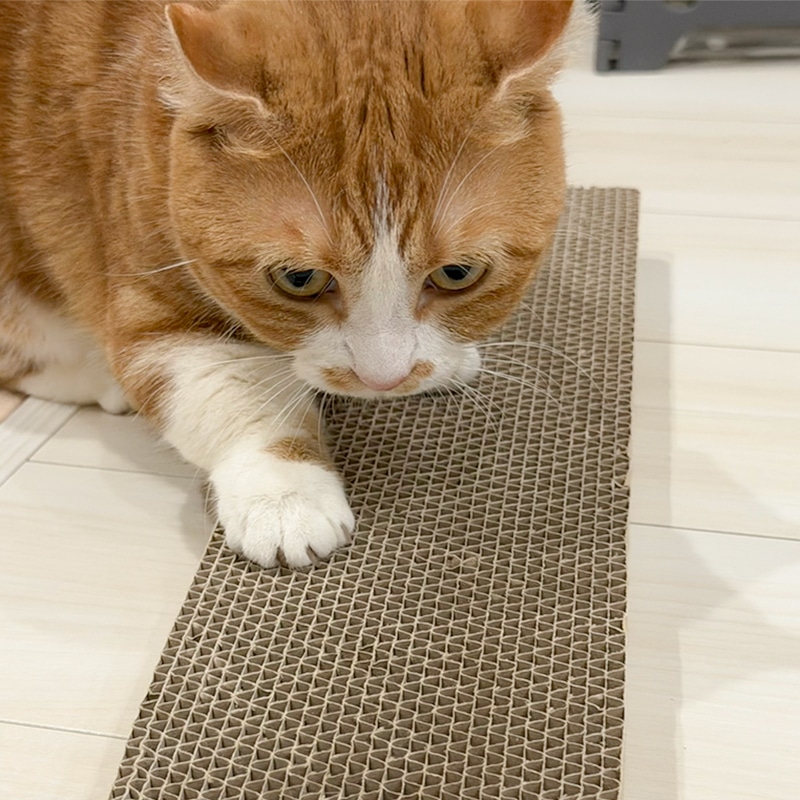 猫の爪とぎ段ボール（目の粗いタイプ）10個セット