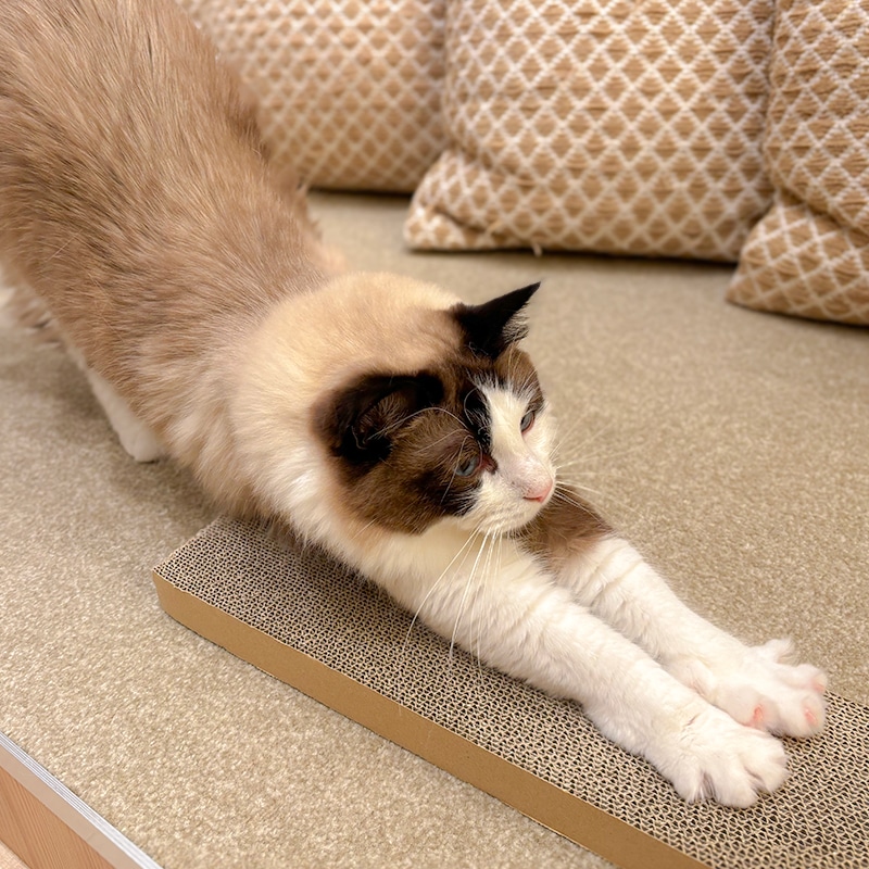 猫の爪とぎ段ボール（目の細かいタイプ）10個セット