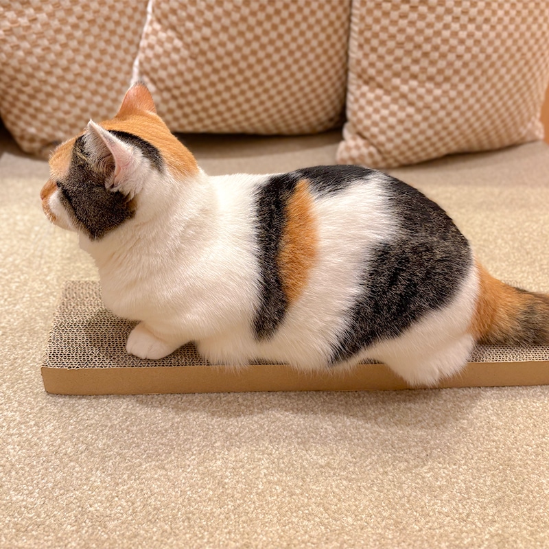 猫の爪とぎ段ボール（目の細かいタイプ）10個セット
