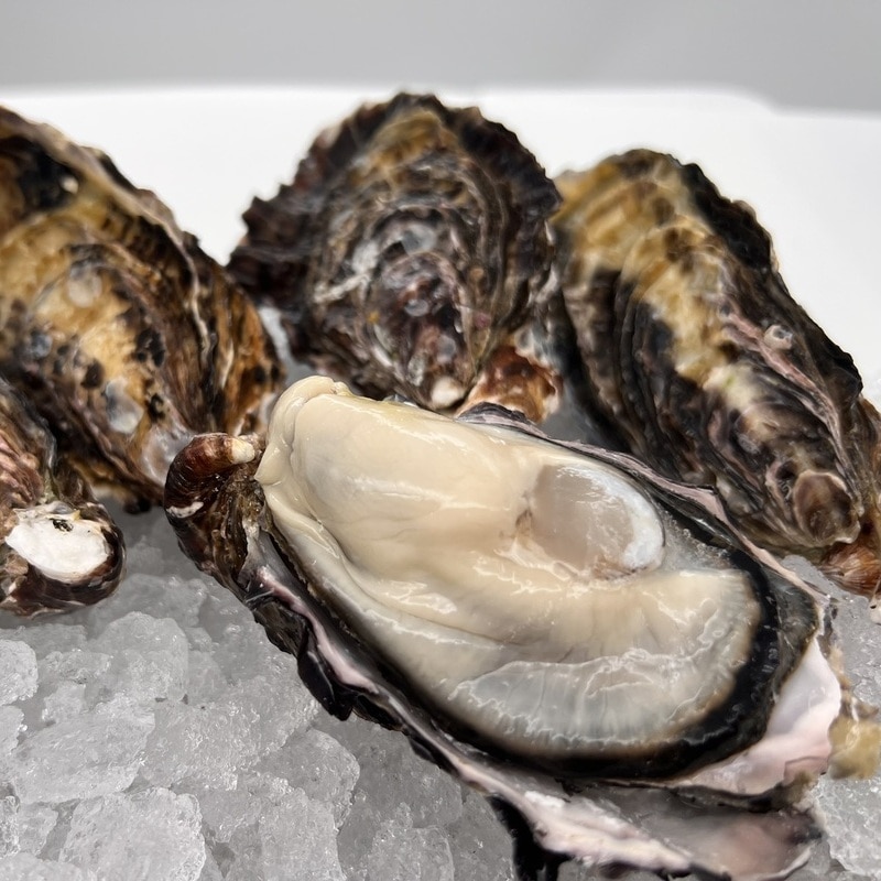 【オイスターナイフ付き】阿波はじめ牡蠣(生食用)​サイズ違い詰め合わせ24個セット​