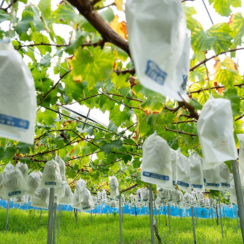 王地の巨峰（小）贈答用1キロ～1.5キロ ※2～3房 | Lacycle mall