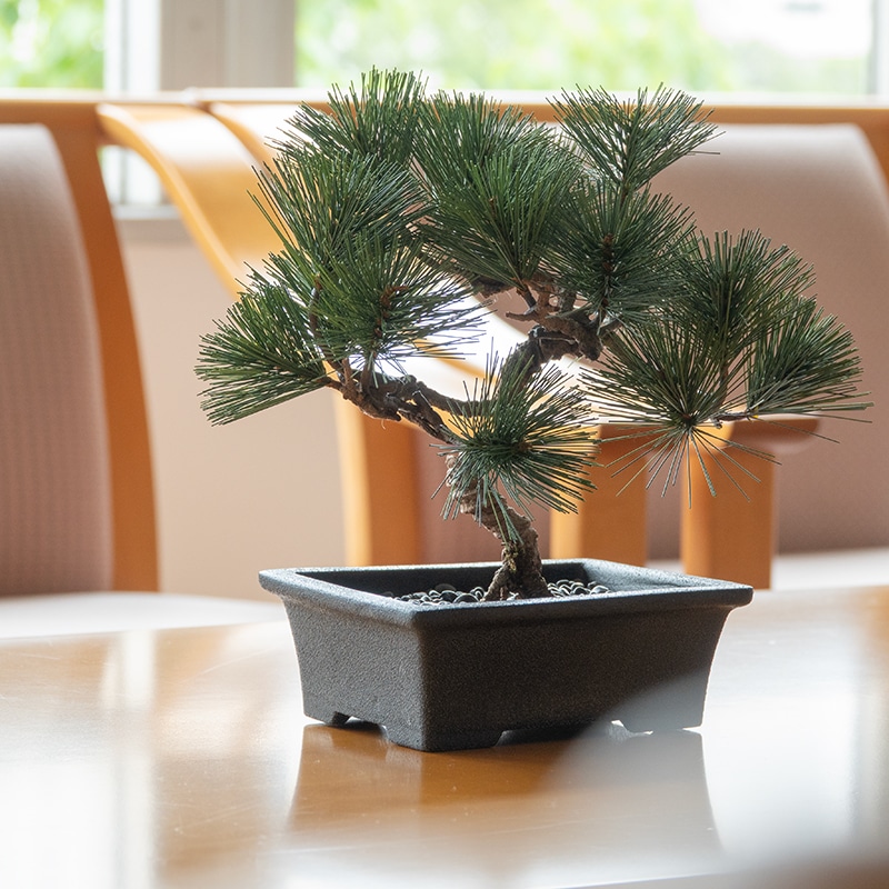 La Bonsai（ラ・ボンサイ）Essential