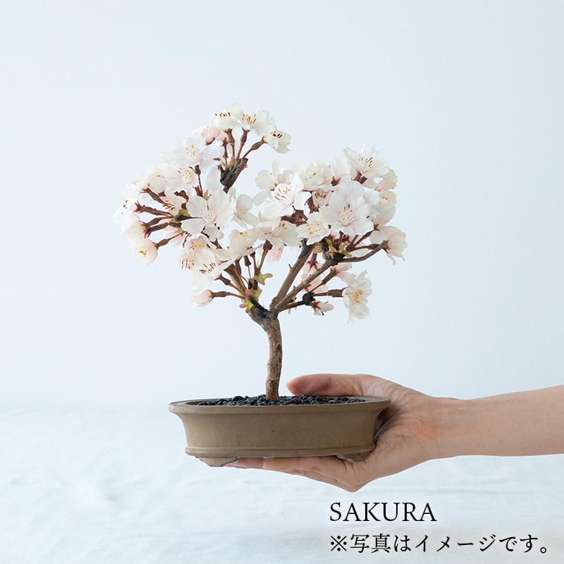 La Bonsai（ラ・ボンサイ）Essential