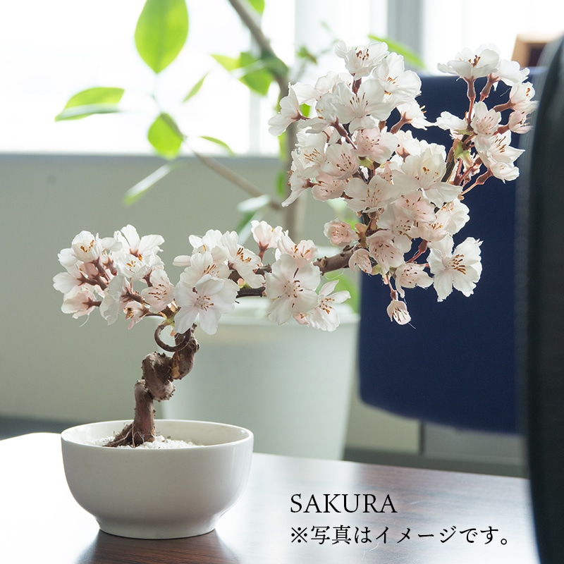La Bonsai（ラ・ボンサイ）Essential