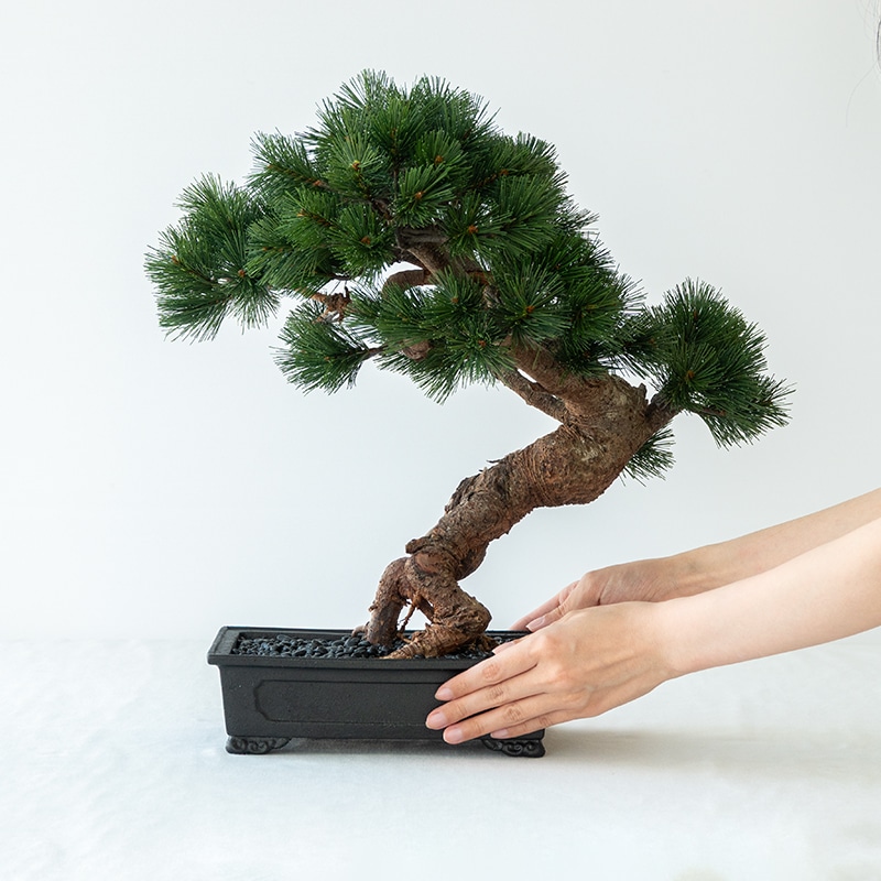 La Bonsai（ラ・ボンサイ）Standard