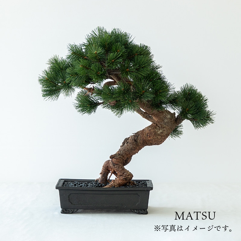 La Bonsai（ラ・ボンサイ）Standard