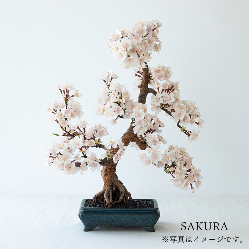 La Bonsai（ラ・ボンサイ）Standard