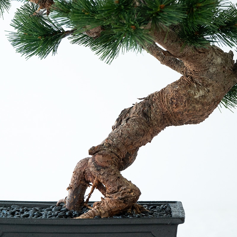 La Bonsai（ラ・ボンサイ）Standard