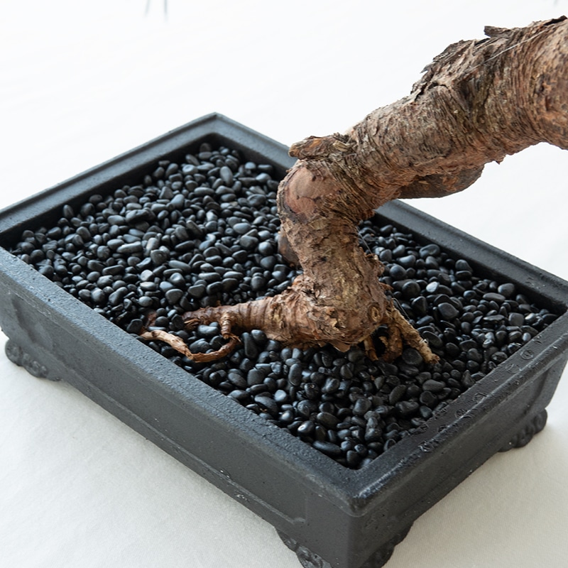La Bonsai（ラ・ボンサイ）Standard
