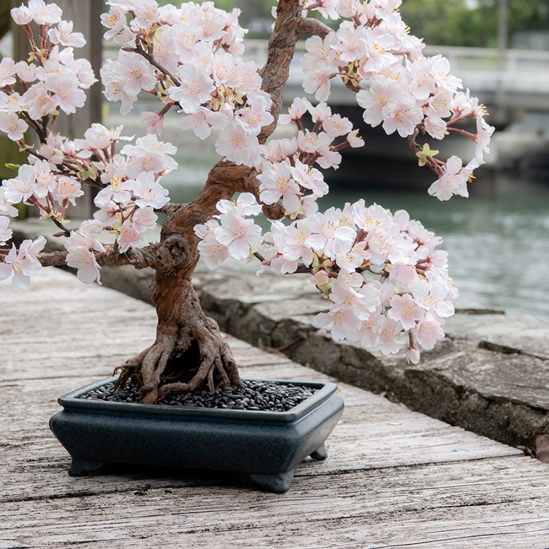 La Bonsai（ラ・ボンサイ）Standard