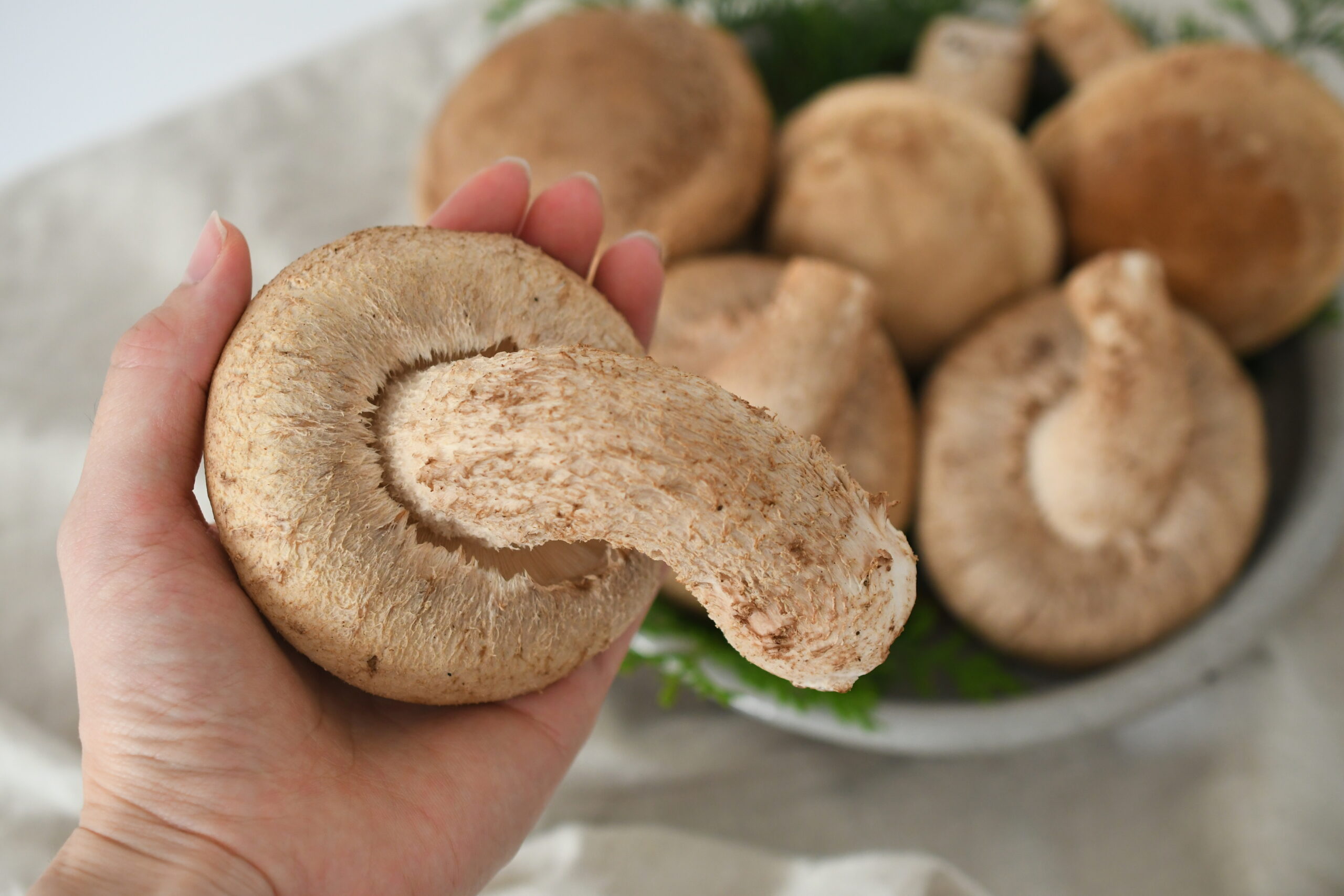 神山の森の空気が育む げんこつサイズのビッグしいたけ - Lacycle