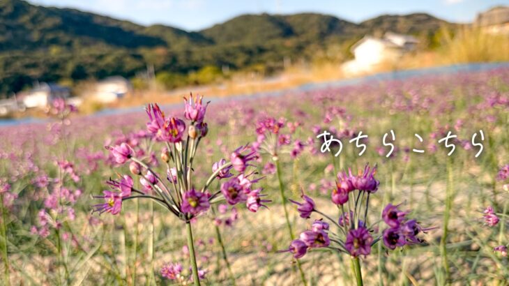 [PhotoDiary]<br>あちらこちら