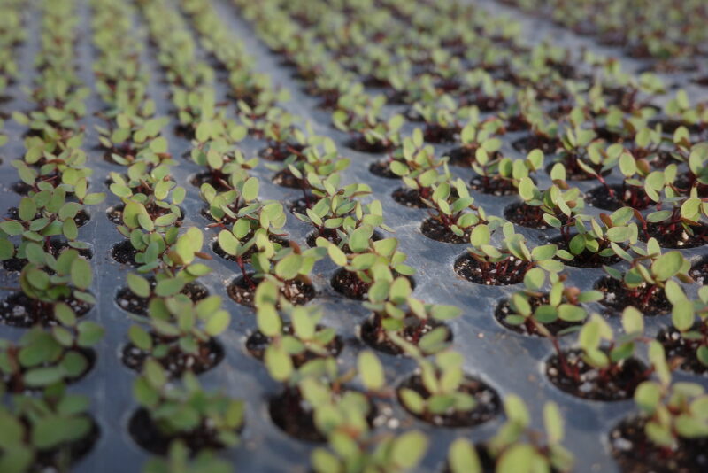 ずらりと並んだ蓼藍の育苗