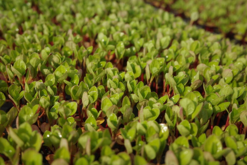 アップの蓼藍の育苗