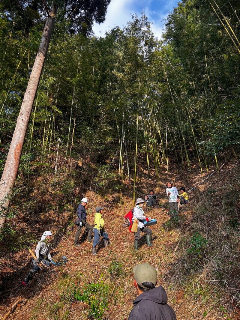 整備で広々とした竹林