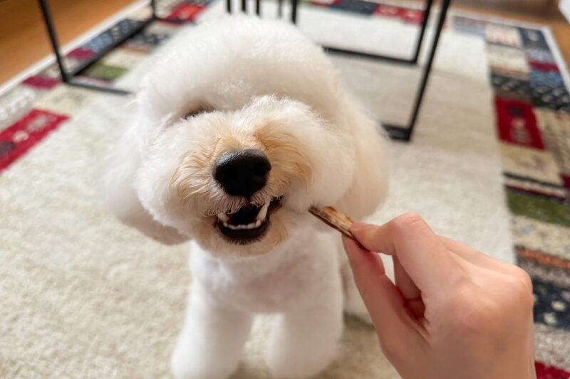 ワイルドな表情で魚を食べる犬