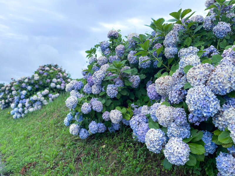 あじさいロード