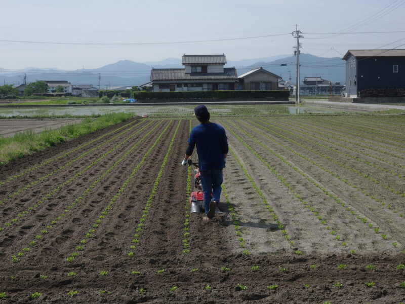 畝間（うねま）を耕運する様子