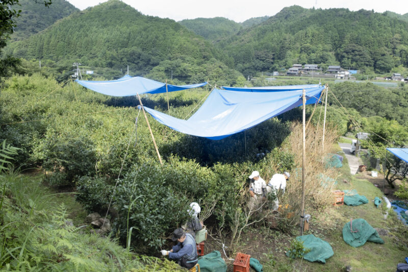 仮設されたブルーシートのテントが目立つ茶畑